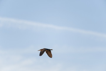 Green Heron blue sky light clouds