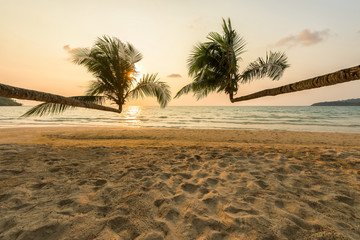 Tropical beach and coconut tree in summer