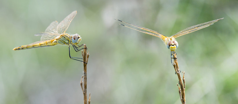 LIBELULAS
