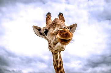 Horizontal photo of a giraffe muzzle against a cloudy sky background.