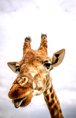 The giraffe looks into the camera and sticks out his long blue tongue.