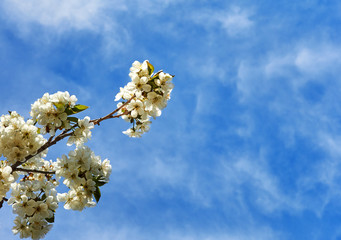 Beautiful greeting card with flowers