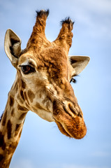 Portrait of giraffe on blue sky background.
