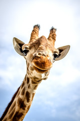 Une girafe souriante regarde la caméra.