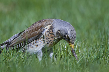 Fieldfare (Turdus pilaris)