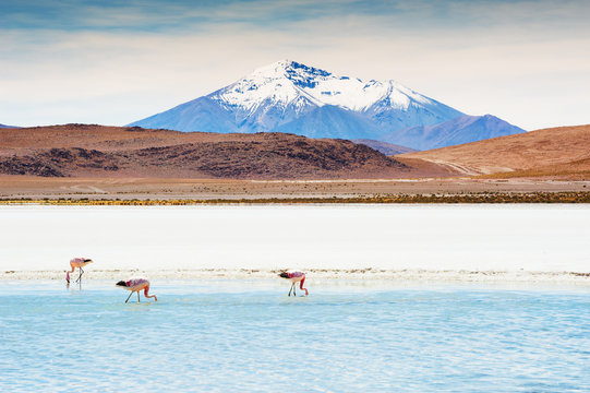 Pink flamingos on the lagoon, Altiplano, Bolivia