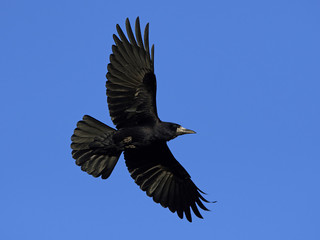 Rook (Corvus frugilegus)