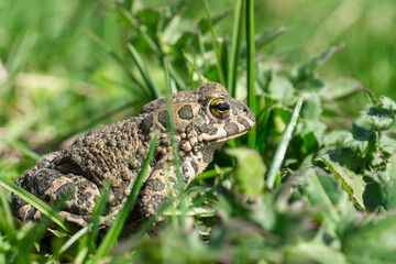  frog on the grass
