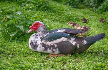 big muscovy duck