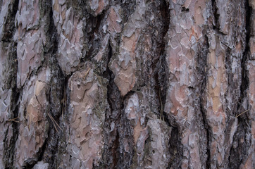 Closeup of a pine tree bark in the woods
