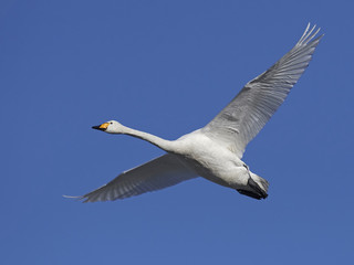 Whooper swan (Cygnus cygnus)