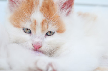 Obraz premium newborn kitten