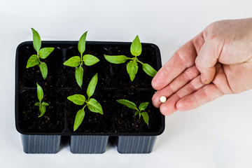 The hands of a farmer giving fertilizer to young green plants. on white isolated background.