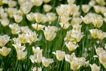 Obraz premium Field of tulips