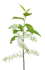 Branch of bird-cherry tree (Prunus padus)