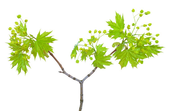 Flowering maple branch