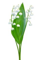 Convallaria majalis flowers