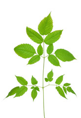 Aruncus dioicus leaf