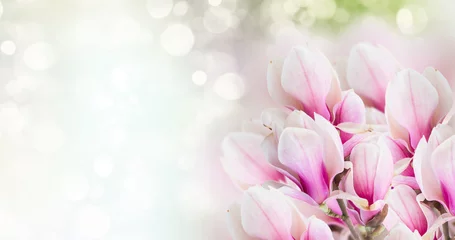 Fototapete Magnolie Frische rosa Magnolienbaumblumen gegen Bokeh-Hintergrundfahne