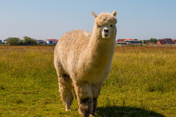 Alpaca