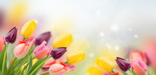 spring multicolored tulips on blue bokeh background banner