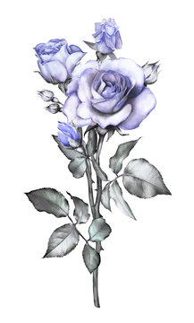  floral illustration -blue rose. branch with spines. flower with leaves isolated on white background. Cute composition for wedding or greeting card. bouquet.