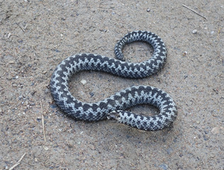 Common viper