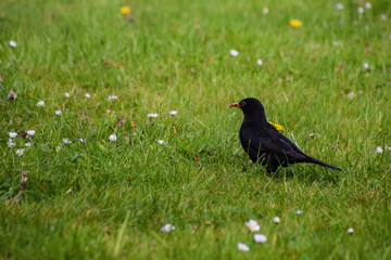 Spring time blackbird in a field of dandelions searching for worms
