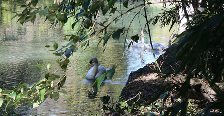 Swans near the shore of a pond among the branches and leaves of trees. © evgenii141