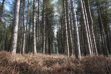 Fototapeta premium Looming pines 