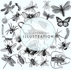 large set of sketches of insects - obrazy, fototapety, plakaty