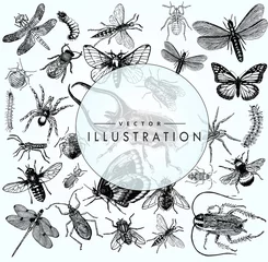 Foto op Canvas large set of sketches of insects © Tamara