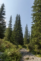 Sunlit mountain top overgrown with coniferous forest and glade on the ecological walk toward Maliovitza peak in Rila mountain, Bulgaria 