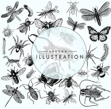 large set of sketches of insects