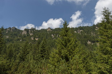 Sunlit mountain top overgrown with coniferous forest and glade on the ecological walk toward Maliovitza peak in Rila mountain, Bulgaria 