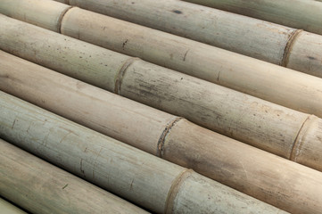 bambous texture 