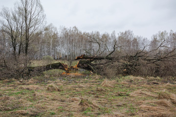 the cut old tree. the old tree has fallen. the lightning has got to a tree.
