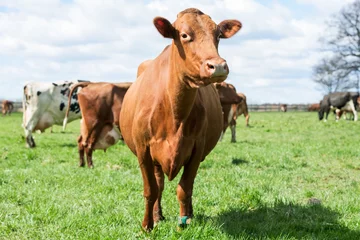 Photo sur Aluminium Vache Brown dairy cow standing tall with front towards you. Other cows grazing in meadow blurred in background.