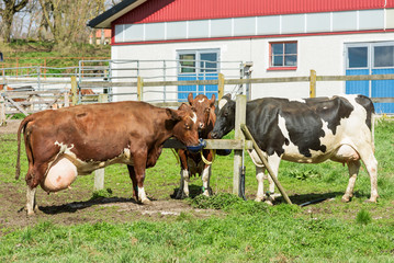 Three dairy cows drinking at water station. Modern barn and fencing in background.