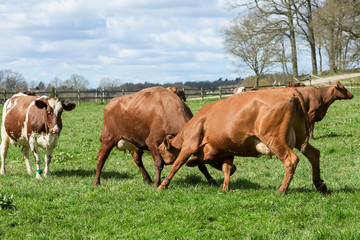 Two brown dairy cows have a standoff or little fight on their first spring day out since a long winter indoors.