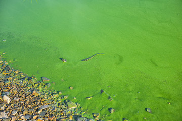 concept of water pollution environmental with river is filling green duckweed  and snake in wild nature