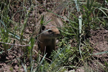 ground squirrel 