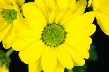 close-up still of a yellow common daisy blooming