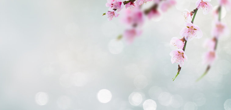 Cherry tree branch with blooming flowers in garden over bokeh background banner