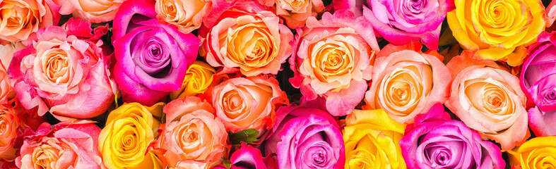 beautiful colorfull rose flowers like festive background, close up