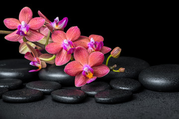 beautiful spa concept of blooming twig red orchid flower, phalaenopsis with water drops on zen basalt stones, close up