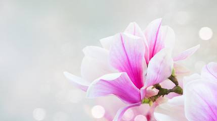 twig with fresh blooming pink magnolia flowers close up over blue background banner