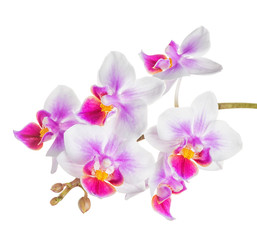 blooming twig of  white and lilac orchid, phalaenopsis is isolated on background, close up, make up