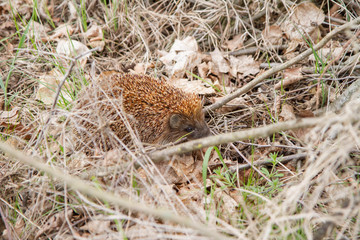 Hedgehog