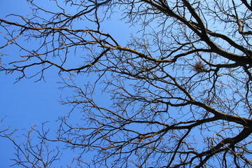 Walnut tree without leaves with blue sky in background 
